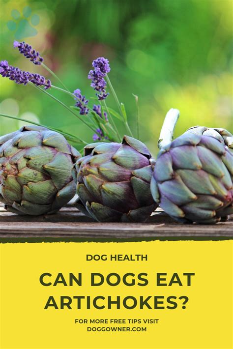 5 Ways Artichokes Affect Your Dog