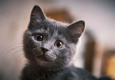 5 Ways Cats Regrow Whiskers