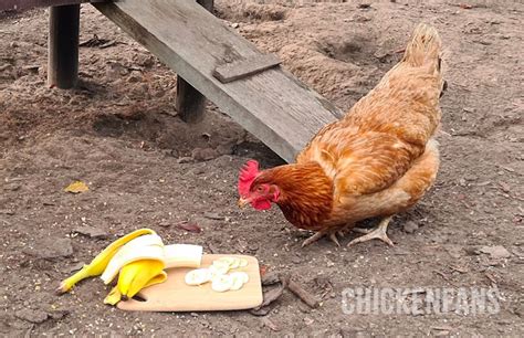 5 Ways Chickens Can Enjoy Bananas