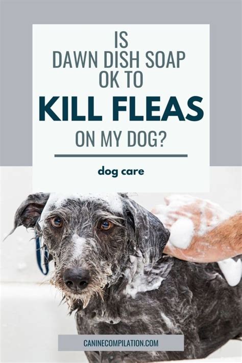 5 Ways Dawn Soap Kills Fleas