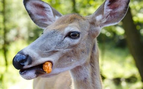 5 Ways Deer Eat Carrots