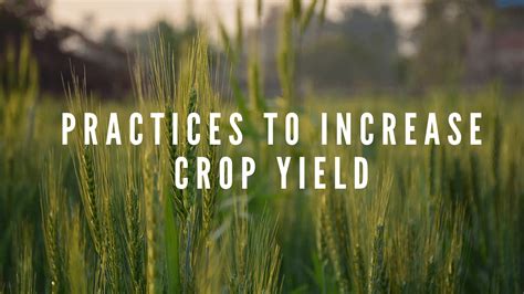 5 Ways Delmarva Custom Applicators Can Boost Crop Yields