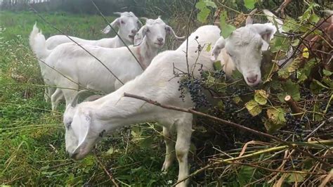 5 Ways Grapes Affect Goats