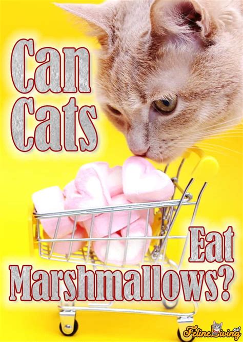 5 Ways Marshmallows Affect Your Cats Health