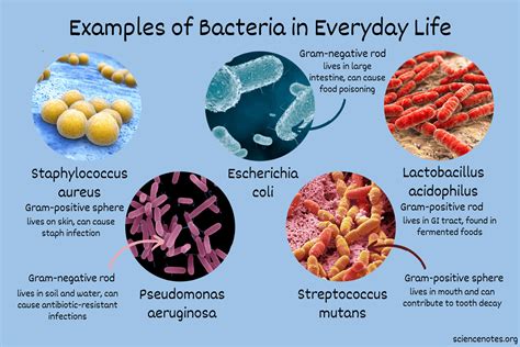 5 Ways Microbiology Labs Impact Our Daily Lives