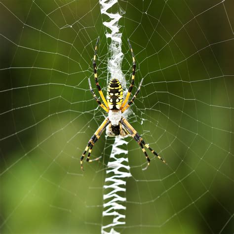 5 Ways Orb Weavers Can Be Poisonous