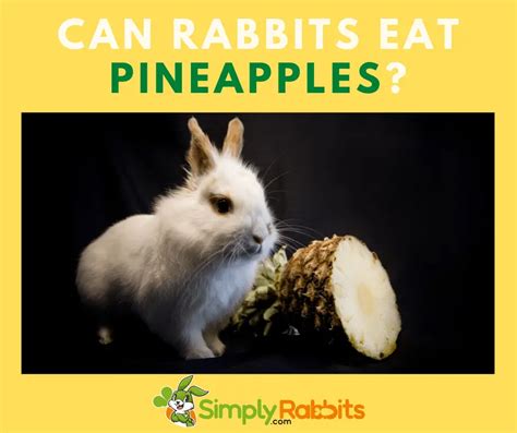 5 Ways Pineapple Affects Rabbits