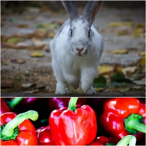 5 Ways Rabbits Can Enjoy Bell Peppers