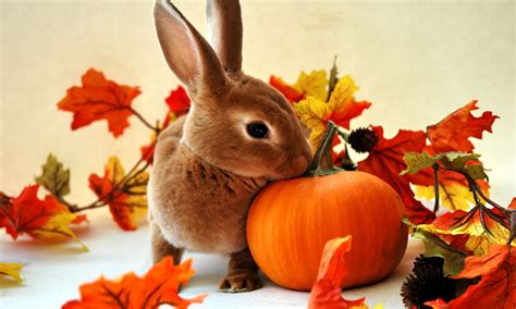 5 Ways Rabbits Can Enjoy Pumpkin