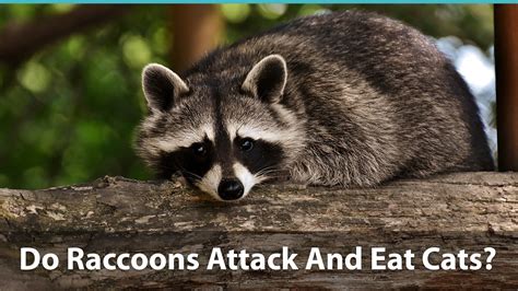 5 Ways Raccoons Threaten Your Cats Safety