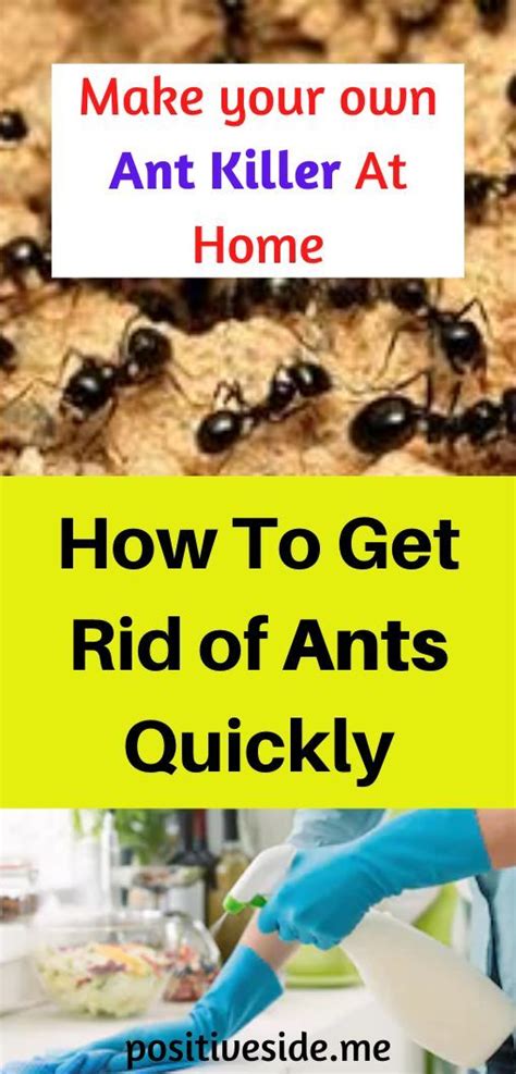 5 Ways Salt Kills Ants