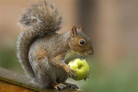 5 Ways Squirrels Eat Apples