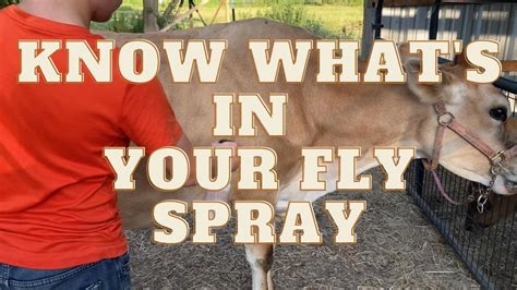 5 Ways To Apply Cattle Fly Spray