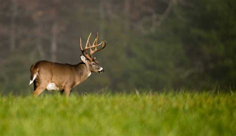 5 Ways To Apply For Iowa Non-Resident Deer Hunting