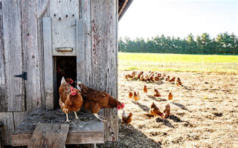 5 Ways To Feed Cantaloupe To Your Chickens Safely