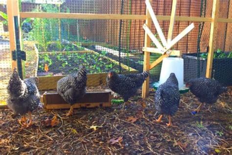 5 Ways To Feed Peppers To Your Chickens Safely