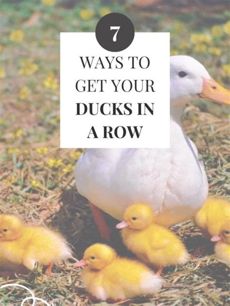 5 Ways To Get Your Ducks In A Row