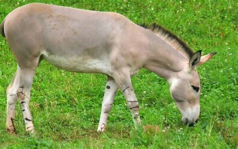 5 Ways To Say Donkey In Spanish