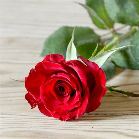 5 Ways To Use Fresh Red Rose