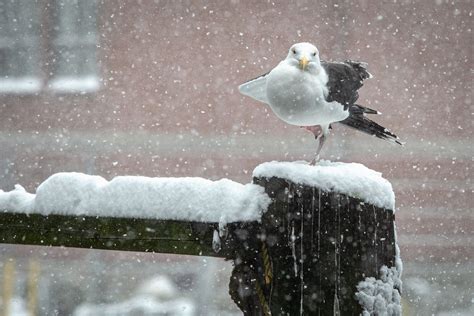 5 Ways To Weather An Arctic Storm