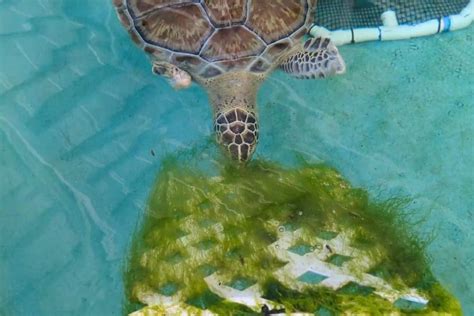 5 Ways Turtles Eat Algae