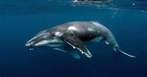 5 Ways Whales Can Live A Long Life