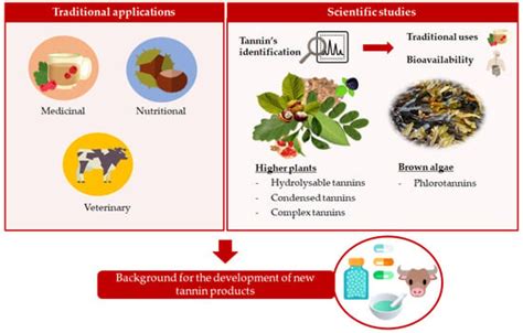 6 Innovative Applications Of Tannins