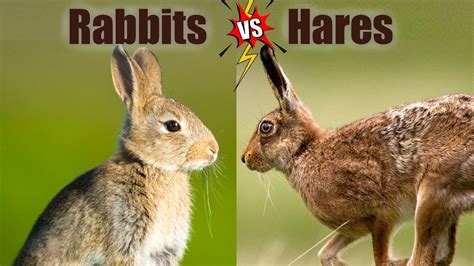 6 Key Differences: Chicken Food Vs Rabbit Food