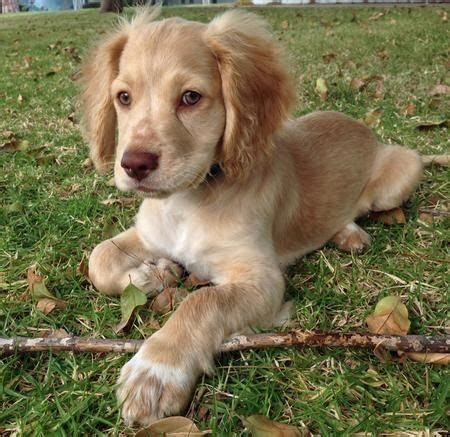 6 Things To Know About Labrador Cocker Spaniel Mix