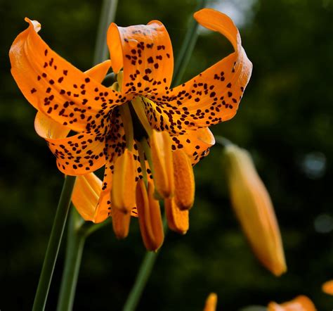 6 Ways To Spot Wild Tiger Lilies In Oregon