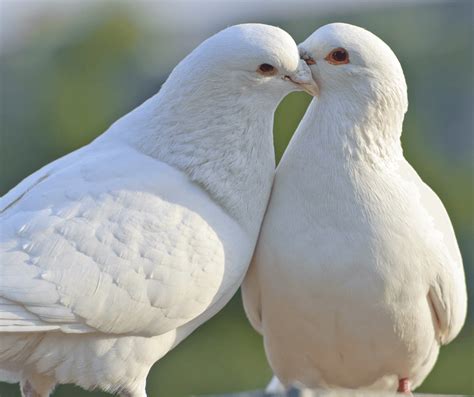 7 Animals That Symbolize Love