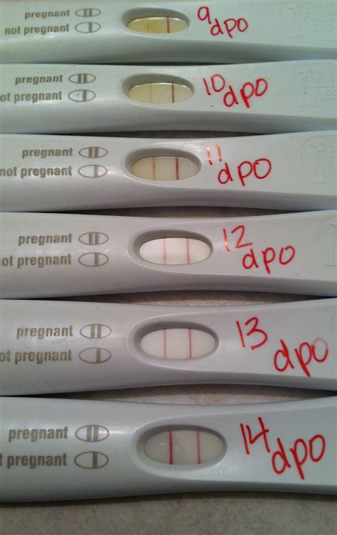 7 Days Past Ovulation: What A Positive Pregnancy Test Means