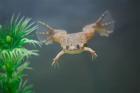 7 Facts About African Water Frog Eggs