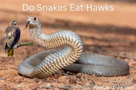 7 Foods Hawks Love To Eat