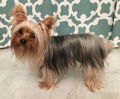 7 Grooming Tips For Yorkshire Terrier Long Hair