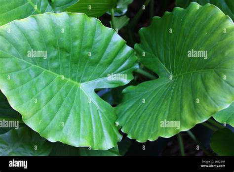 7 Jungle Plants With Broad Leaves You Need To Know