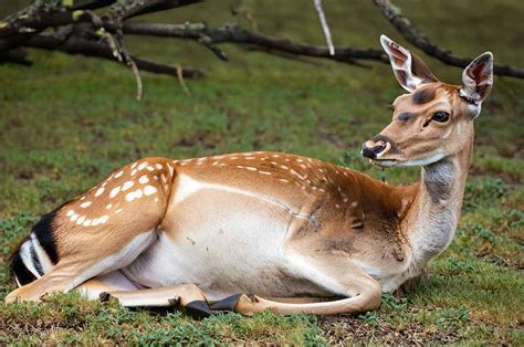 7 Key Facts About Whitetail Deer Gestation Period