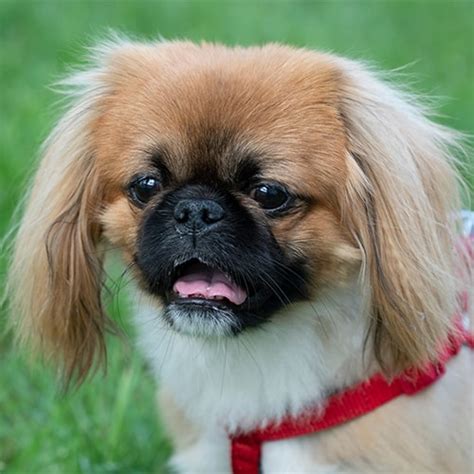 7 Key Facts On Pekingese Lifespan