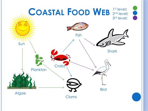 7 Key Players In A Coastal Plain Food Chain