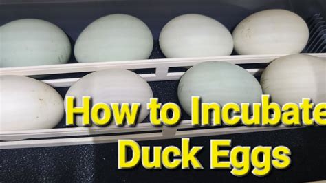 7 Steps To Successfully Incubate Duck Eggs