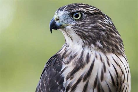 7 Surprising Applications Of Hawks In Modern Times