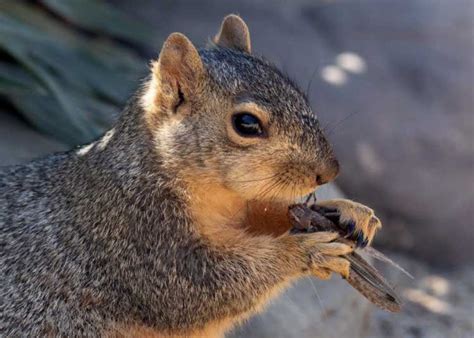 7 Surprising Insects Squirrels Love To Eat