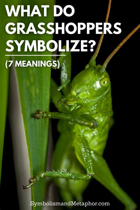 7 Symbolic Meanings Of A Grasshopper