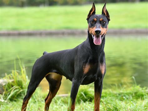 7 Things About Doberman Lifespan You Need To Know