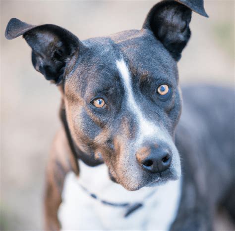 7 Things To Know About Blue Heeler Pitbull Mix