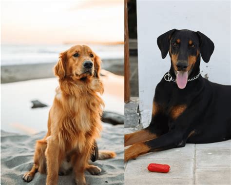 7 Things To Know About Doberman Golden Retriever Mix