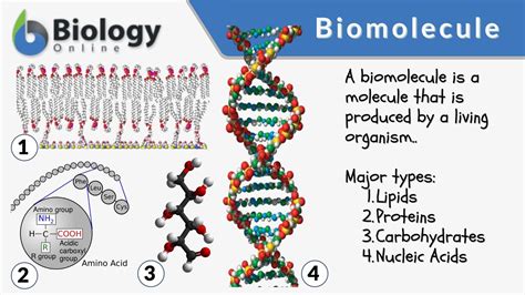 7 Ways Cells Take In Large Molecules