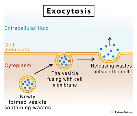 7 Ways Exocytosis Works: Active Or Passive Process