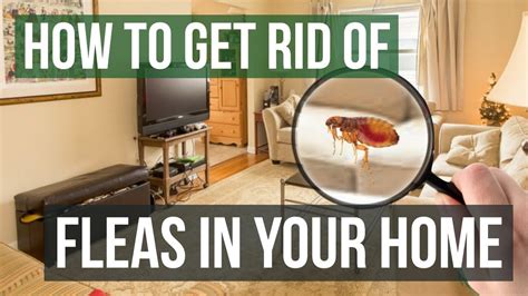 7 Ways To Get Rid Of Lice On Furniture