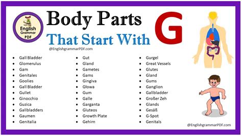 8 Body Parts That Start With D